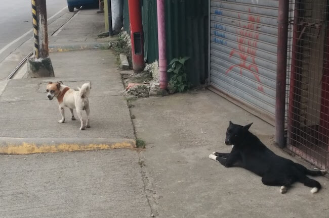 セブ島に住む野良犬。日本じゃまず見かけない光景。
